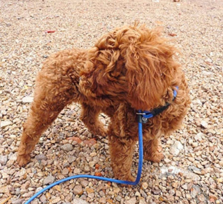 PuppyTrainingFastTrack Training Slip Leash®️ (AND Also The Puppy Training Fast Track System)