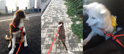 PuppyTrainingFastTrack Training Slip Leash®️ - (As Seen In The Fast Track System) - FREE SHIPPING